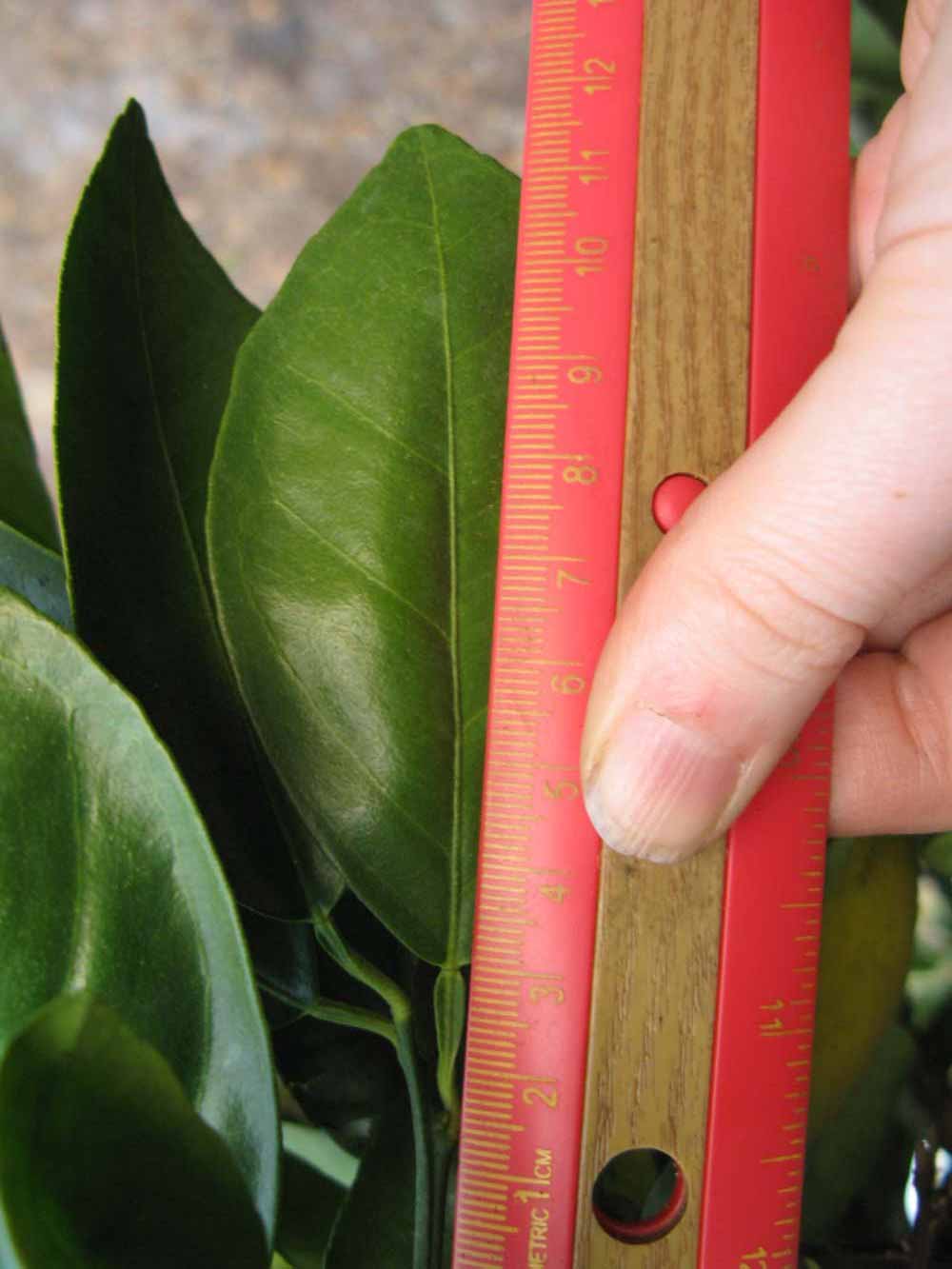              Unifoliolate leaf (Winter Haven, FL)       